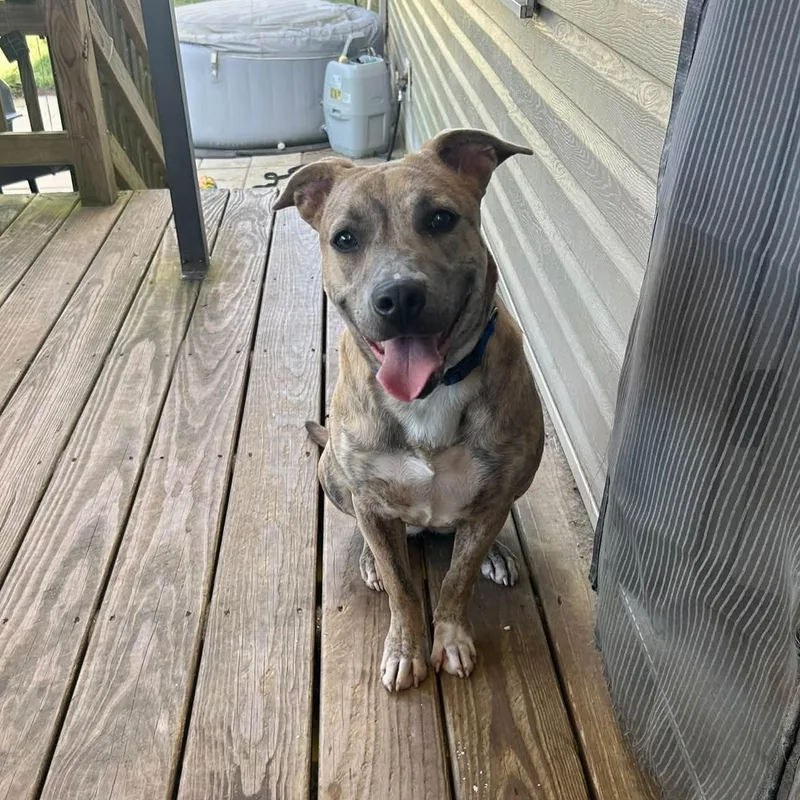 A young medium-sized female Brindle Mixed Breed dog named Cher for adoption in Manchester, TN