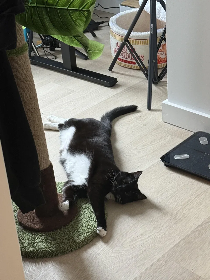 A baby medium-sized male Domestic Short Hair cat named Little Owl & Fleury for adoption in Brooklyn, NY