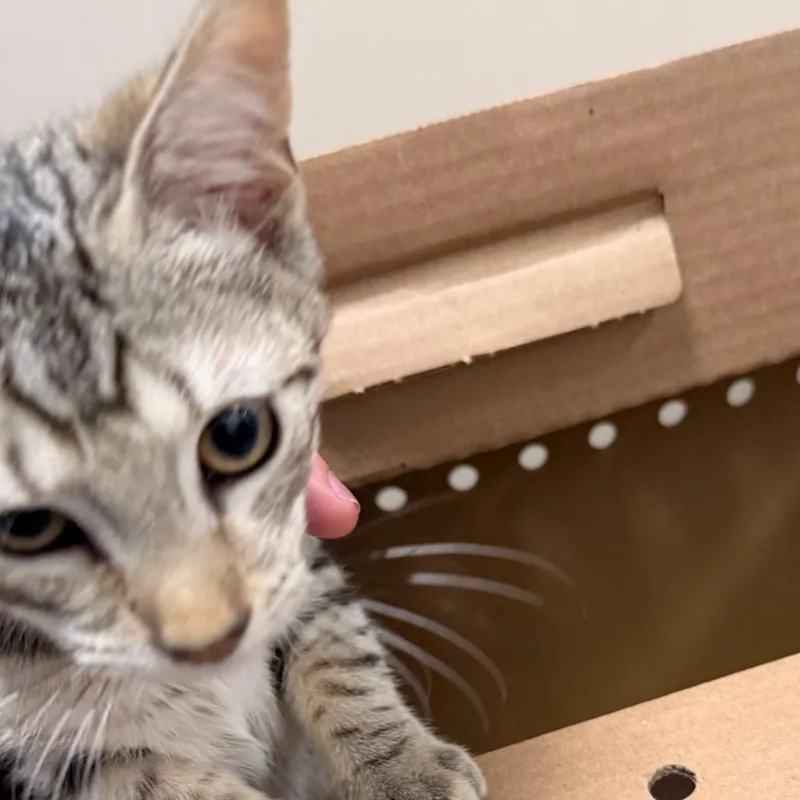 A baby small-sized male Gray / Blue / Silver Domestic Short Hair cat named Miloh for adoption in Philadelphia, PA
