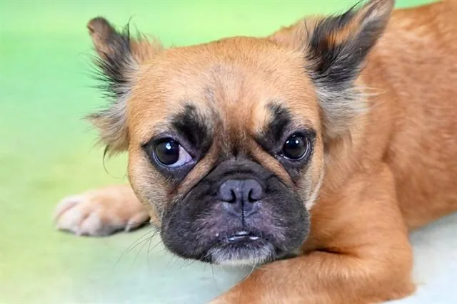 An adult medium-sized female French Bulldog dog named Brownie for adoption in Fort Lauderdale, FL