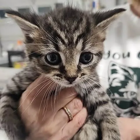 A baby small-sized male Brown / Chocolate Domestic Short Hair cat named Wenrick of Shadowfoot for adoption in Fredericksburg, VA