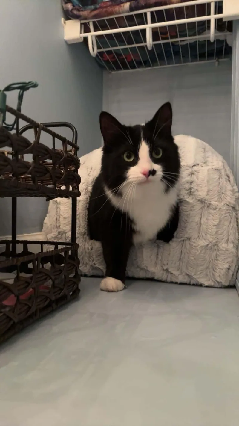 An adult medium-sized female Domestic Short Hair cat named Suzy Q for adoption in Clymer, PA