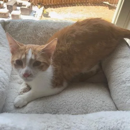 A young small-sized male Domestic Short Hair cat named Louie for adoption in Woodstock, GA