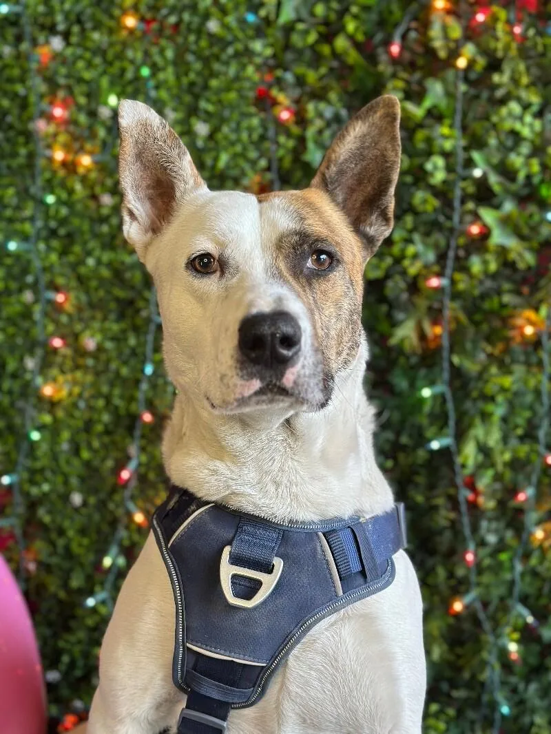 A young large-sized male Red / Chestnut / Orange Australian Cattle Dog / Blue Heeler dog named Mr. Booty Ham Sandwich for adoption in Carlsbad, CA