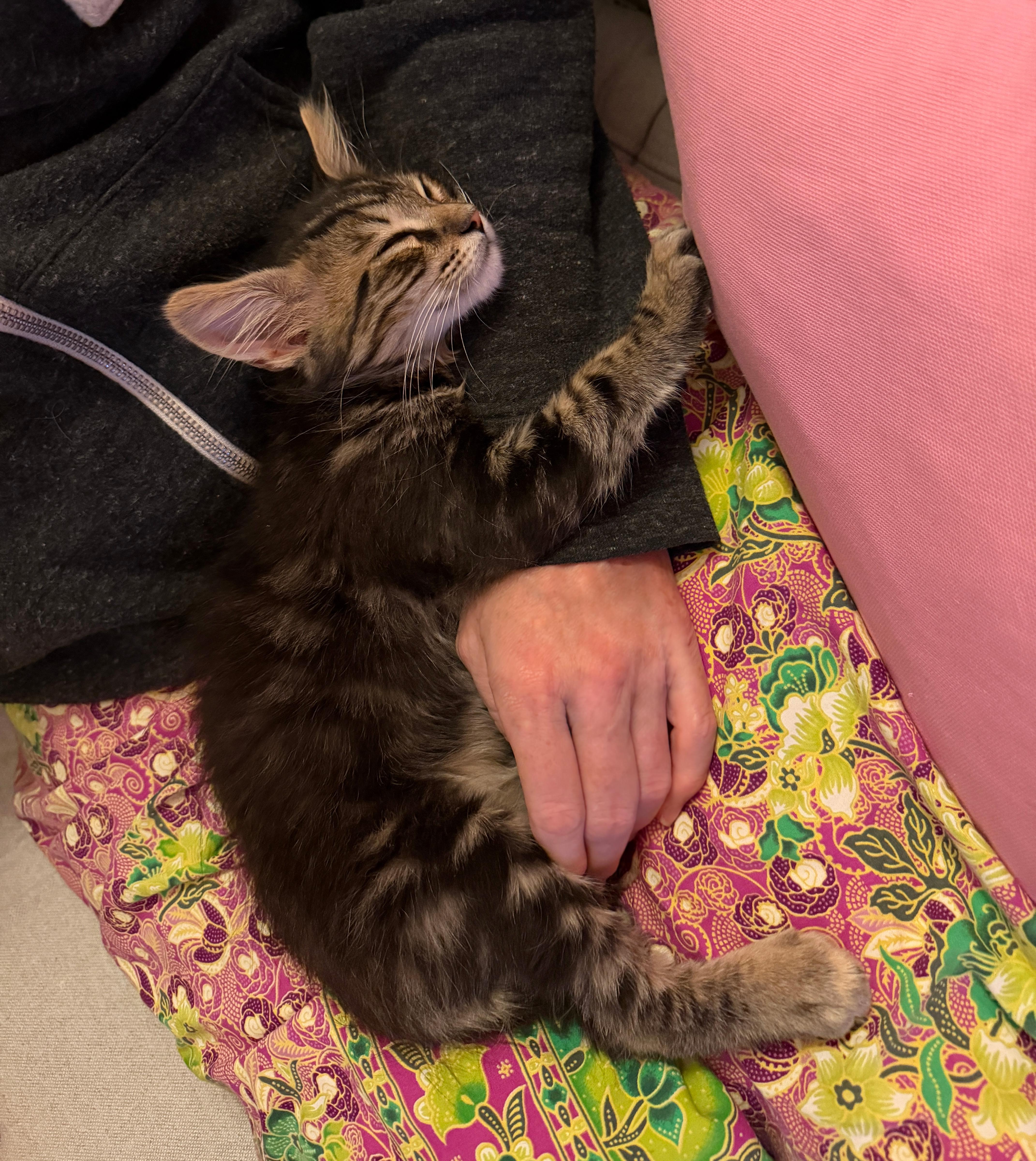 A baby medium-sized male Tabby cat named Oz for adoption in Columbia, SC