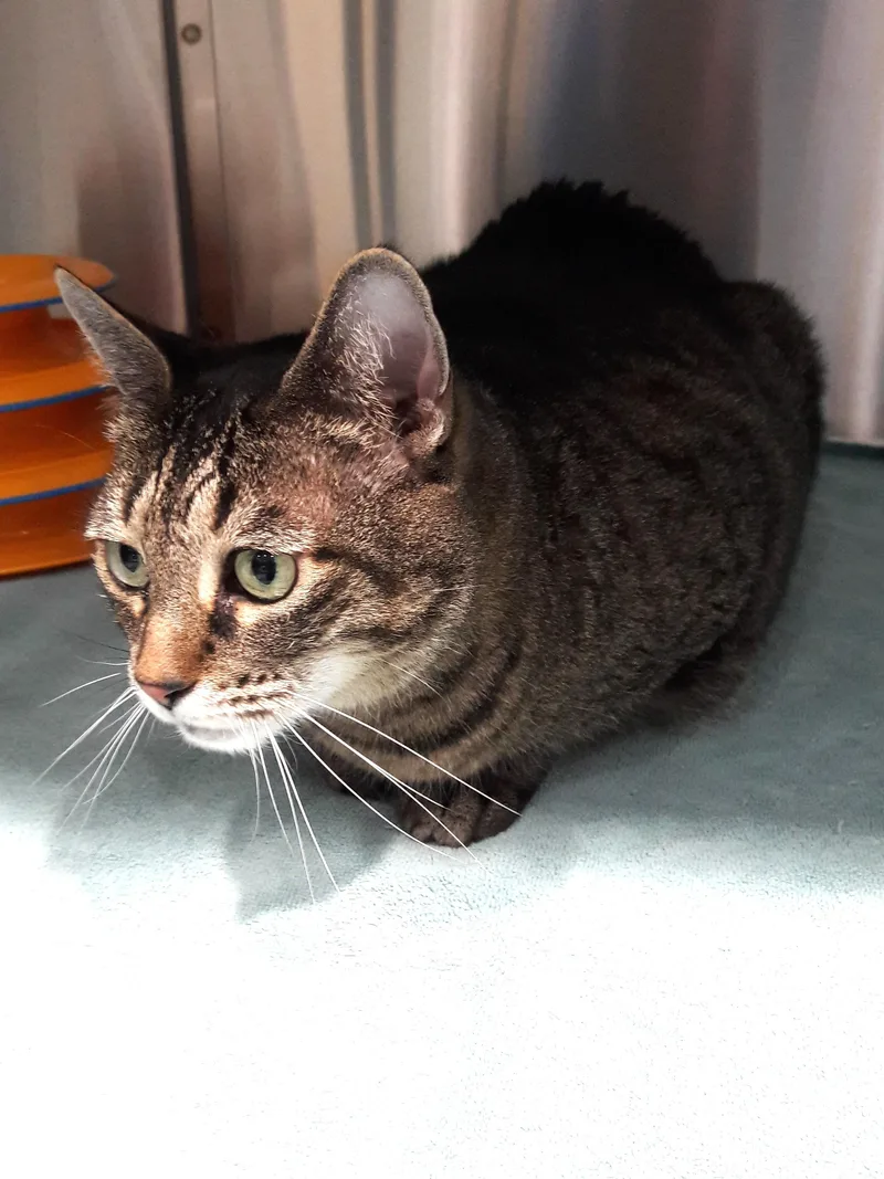 A senior large-sized female Tabby (Brown / Chocolate) Domestic Short Hair cat named Betsy for adoption in Mesquite, NV