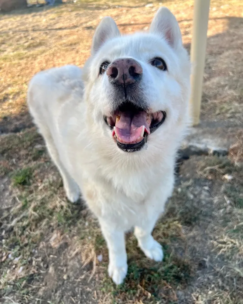 A senior large-sized female White / Cream Mixed Breed dog named Yani for adoption in Georgetown, TX