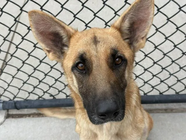 A young medium-sized female German Shepherd Dog dog named Haven for adoption in Tulsa, OK
