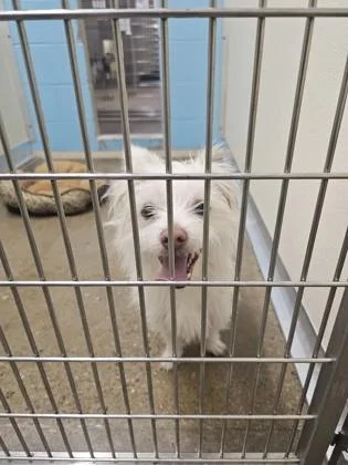 An adult small-sized male Mixed Breed dog named Max for adoption in Cincinnati, OH