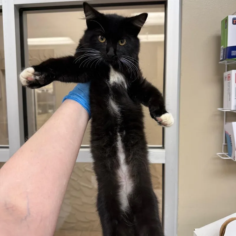 A baby small-sized male Domestic Short Hair cat named Barcode for adoption in Birmingham, AL