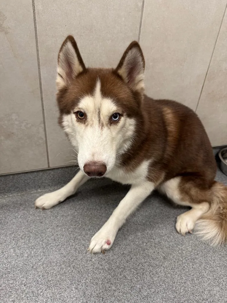 An adult medium-sized male Husky dog named Hopper Yrly for adoption in Sidney, OH