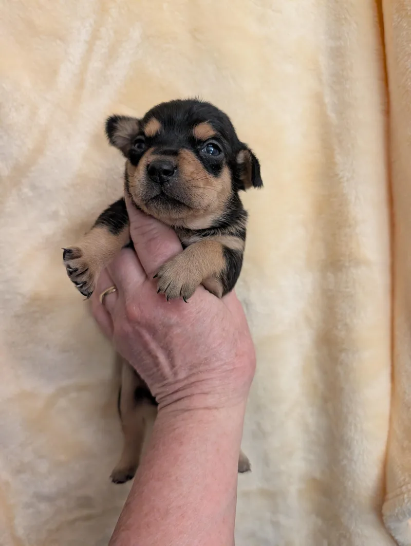 A baby small-sized female Black Chiweenie dog named Cassie for adoption in Browns Mills, NJ