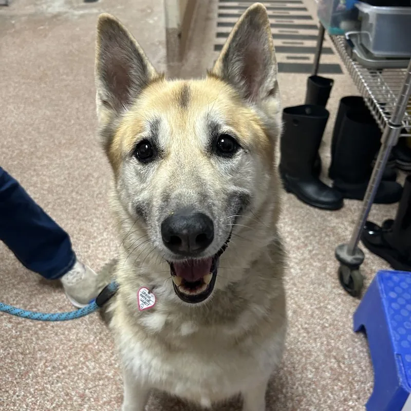 A senior large-sized female Yellow / Tan / Blond / Fawn German Shepherd Dog dog named Callie for adoption in Springfield, MA