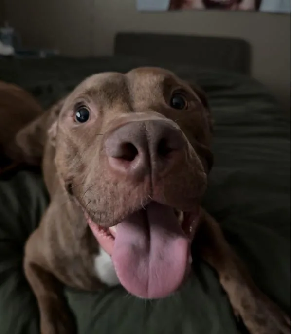 A young large-sized male Pit Bull Terrier dog named Apple Fritter for adoption in Austin, TX