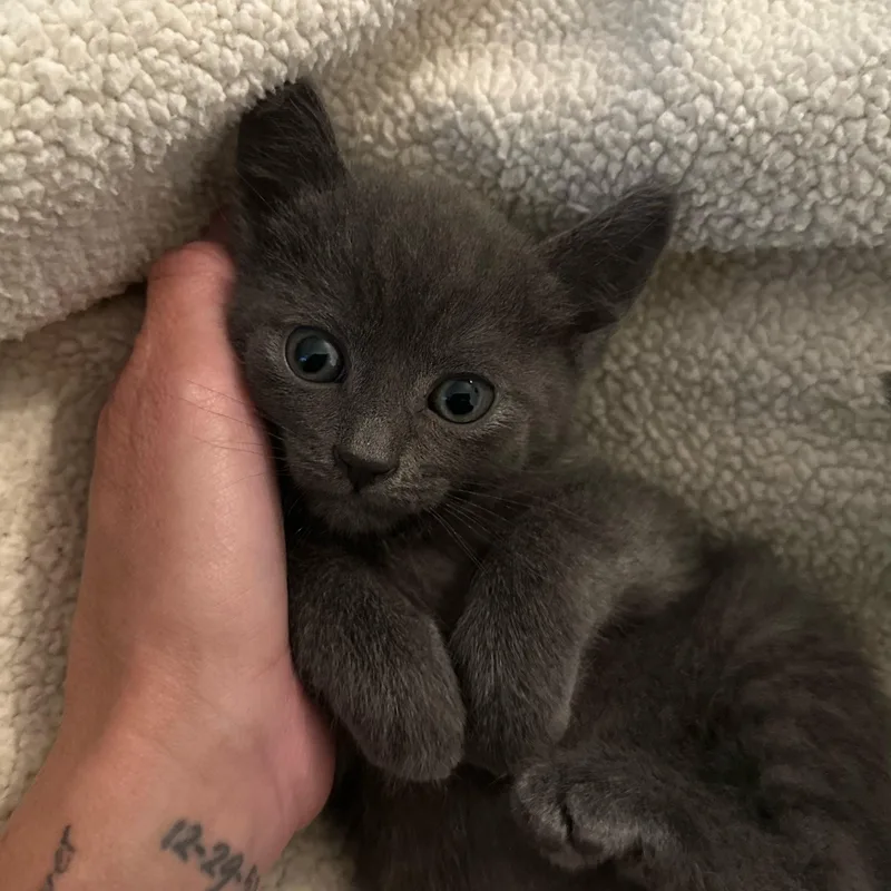 A baby medium-sized female Domestic Short Hair cat named Poppy for adoption in Stamford, CT
