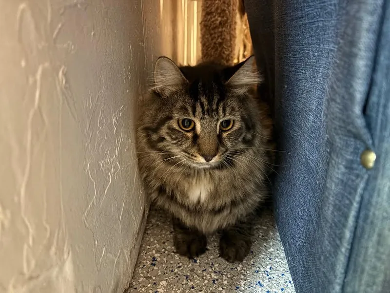 A young medium-sized male Gray & White Domestic Medium Hair cat named Cooper for adoption in Carson City, NV