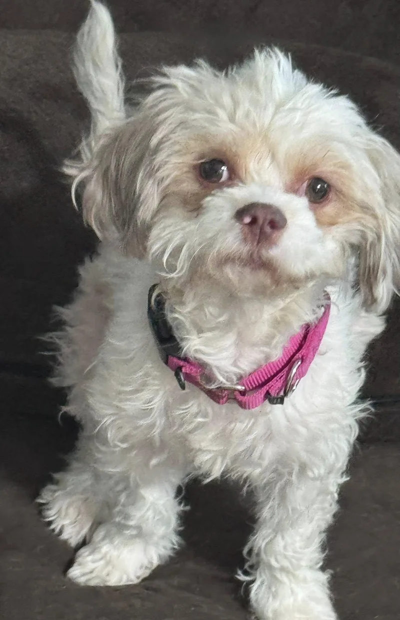 Snooky
