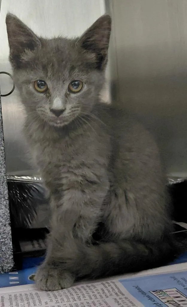 A baby small-sized male Domestic Short Hair cat named Benson for adoption in Henderson, NC
