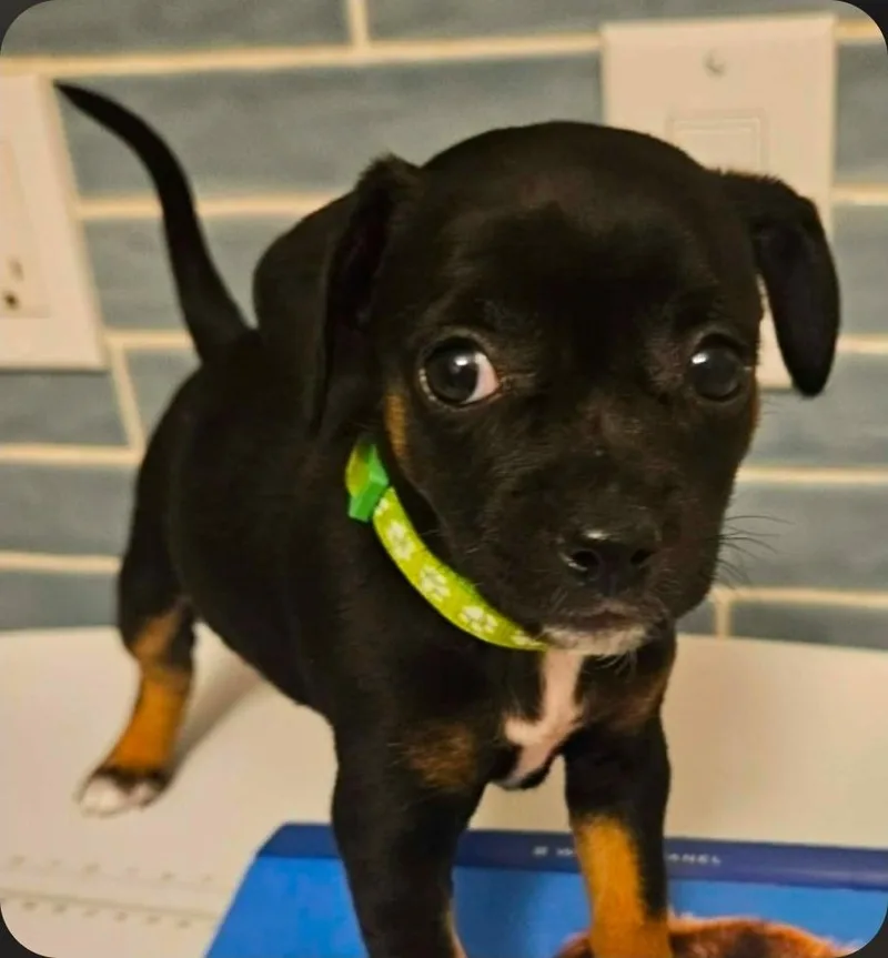 A baby small-sized female Tricolor (Brown, Black, & White) Chihuahua dog named Eva for adoption in Galt, CA