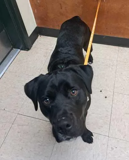 A baby medium-sized male Labrador Retriever dog named Percy for adoption in Burlington, WA