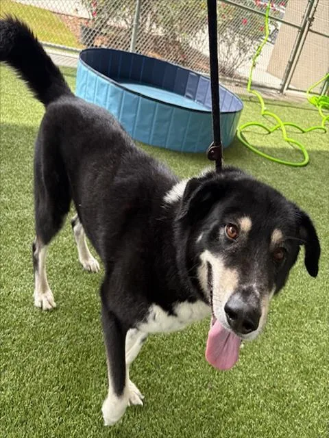An adult large-sized male Border Collie dog named Bear for adoption in Baytown, TX