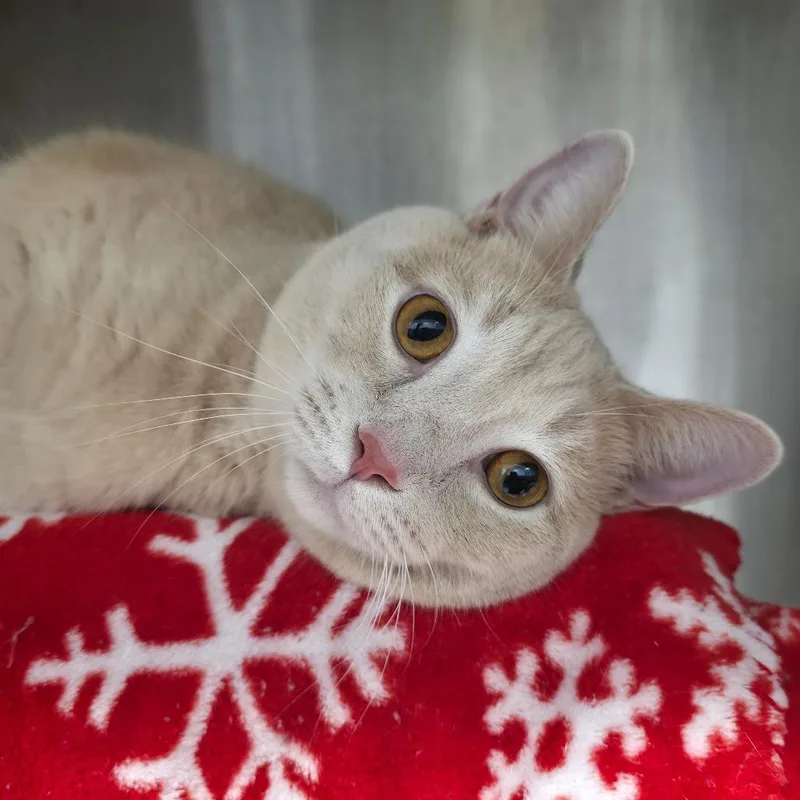 An adult large-sized male Orange / Red American Shorthair cat named Tigger for adoption in Fort Wayne, IN