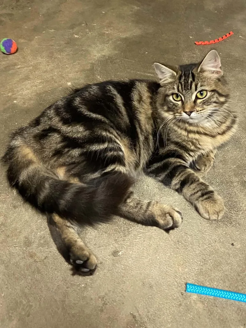A baby small-sized female Tabby cat named Lucy C Therrien for adoption in Saunderstown, RI