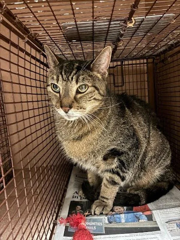 A senior small-sized male Domestic Short Hair cat named Aries for adoption in Austin, TX