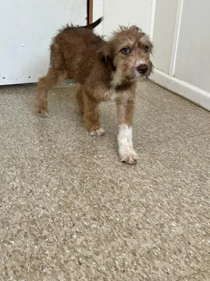 An adult medium-sized female Fox Terrier dog named Sonya for adoption in St. Anne, IL