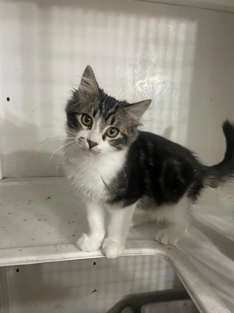 A baby medium-sized male Maine Coon cat named Dallas for adoption in Gun Barrel City, TX