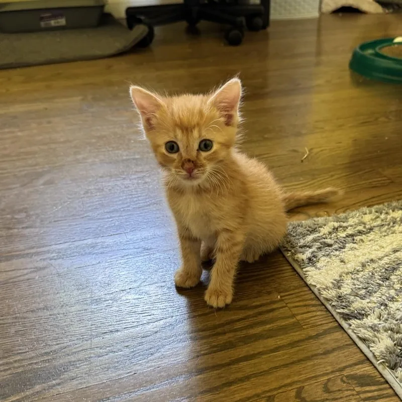 A baby medium-sized male Orange / Red Domestic Short Hair cat named Cheeto for adoption in China Township, MI