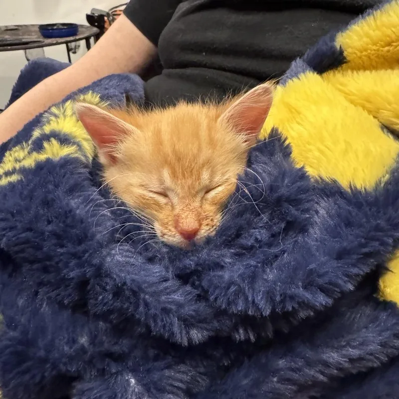 Cheeto thumbnail 2