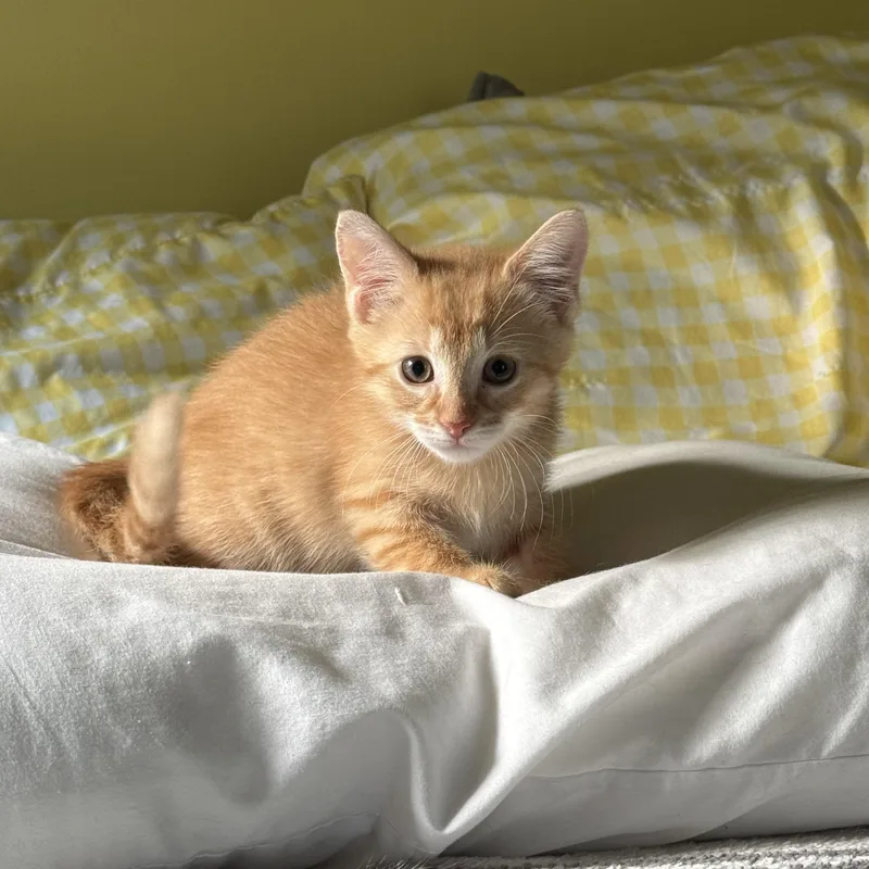 Cheeto thumbnail 4