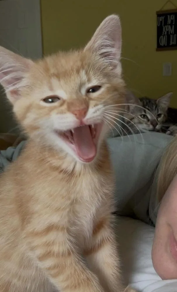 Cheeto thumbnail 5