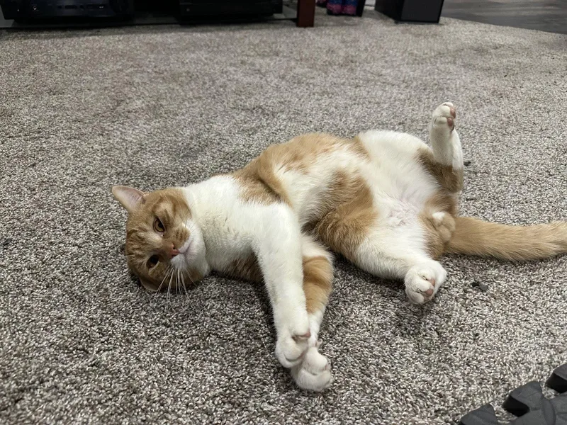 A young large-sized male Orange & White Tabby cat named Tiger for adoption in Spring City, PA