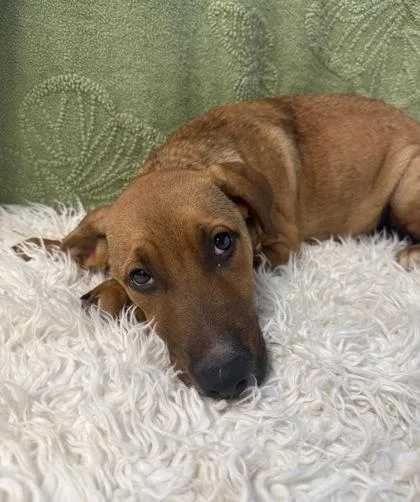 A baby large-sized female Brown / Chocolate Mixed Breed dog named Bubbles for adoption in Roseburg, OR