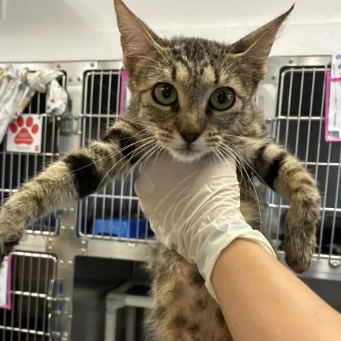 A young medium-sized female Domestic Short Hair cat named Diana Ritzy for adoption in Pensacola, FL