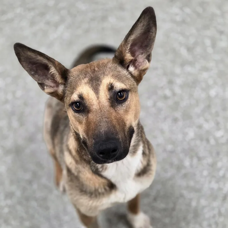 An adult medium-sized female Red / Chestnut / Orange Carolina Dog dog named Theodora Quinlivan for adoption in Enid, OK
