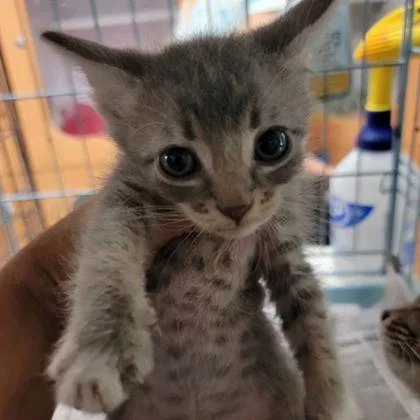 A baby small-sized male Domestic Medium Hair cat named Meow for adoption in Westland, MI