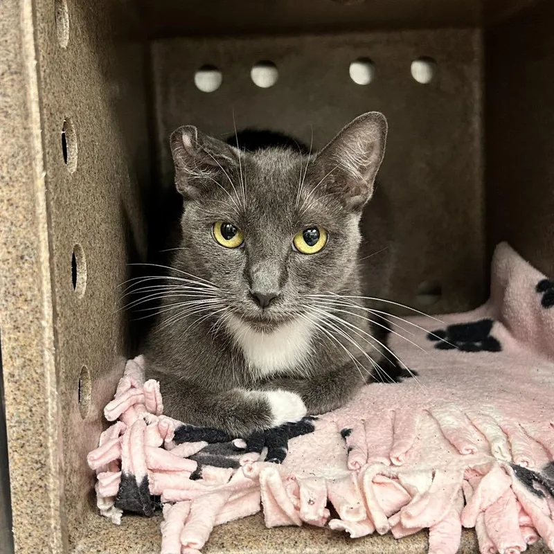 An adult medium-sized female Gray / Blue / Silver Domestic Short Hair cat named Abi for adoption in Abilene, TX
