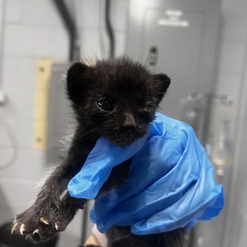 A baby small-sized male Black Domestic Short Hair cat named Manny for adoption in Summerville, SC
