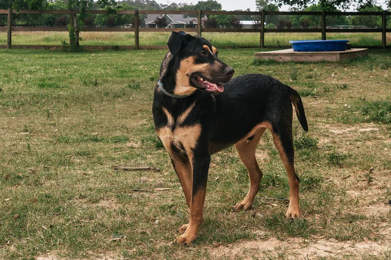 BoltWA thumbnail 6