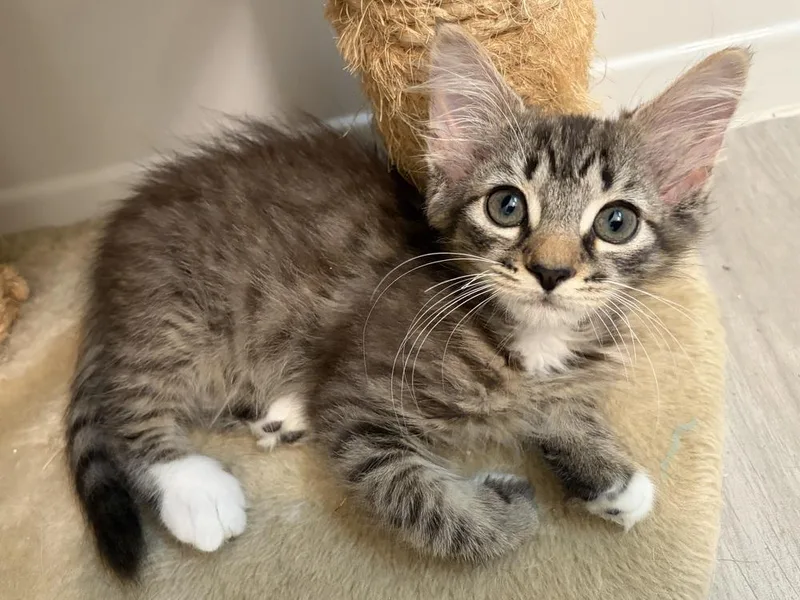 A baby small-sized male Tabby cat named Dale for adoption in Saint Augustine, FL