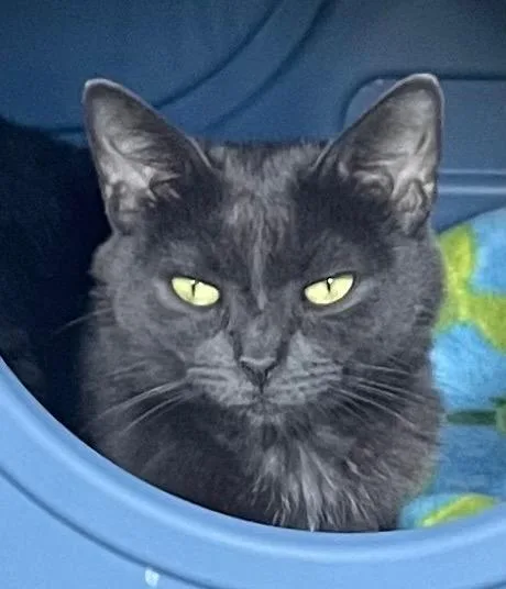 A young medium-sized female Domestic Short Hair cat named Bridget for adoption in Muskegon, MI