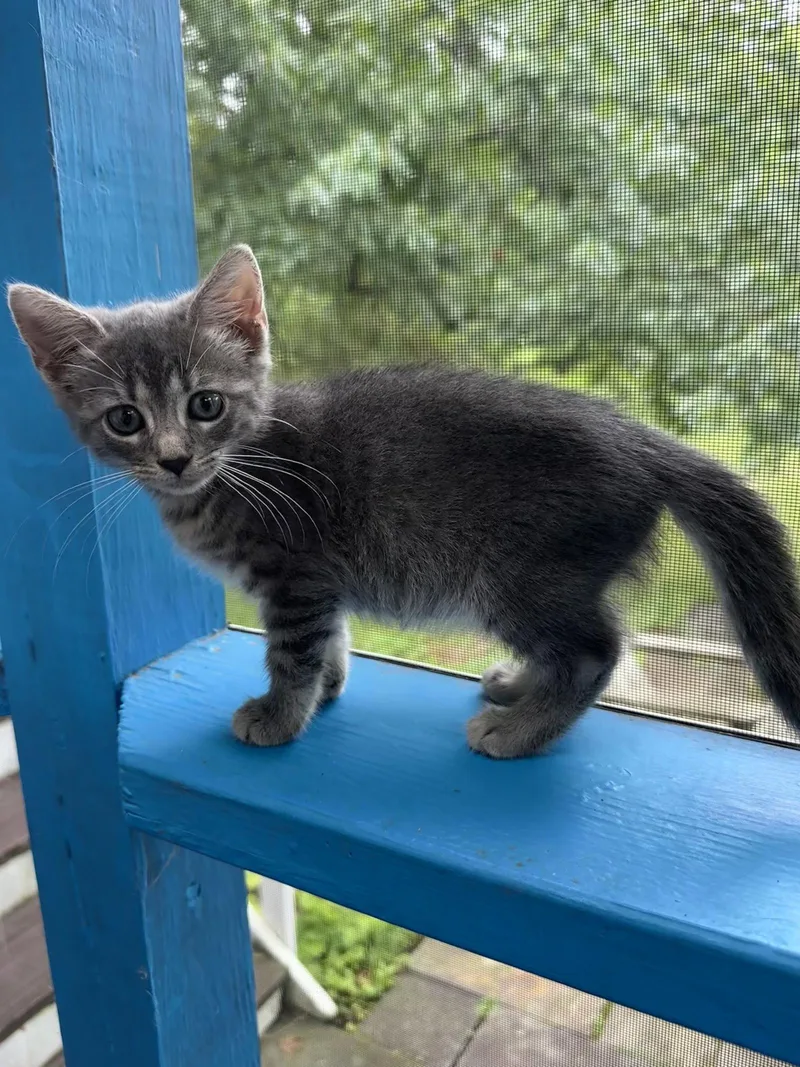 A baby medium-sized female Domestic Short Hair cat named Land Girl for adoption in Trenton, NJ