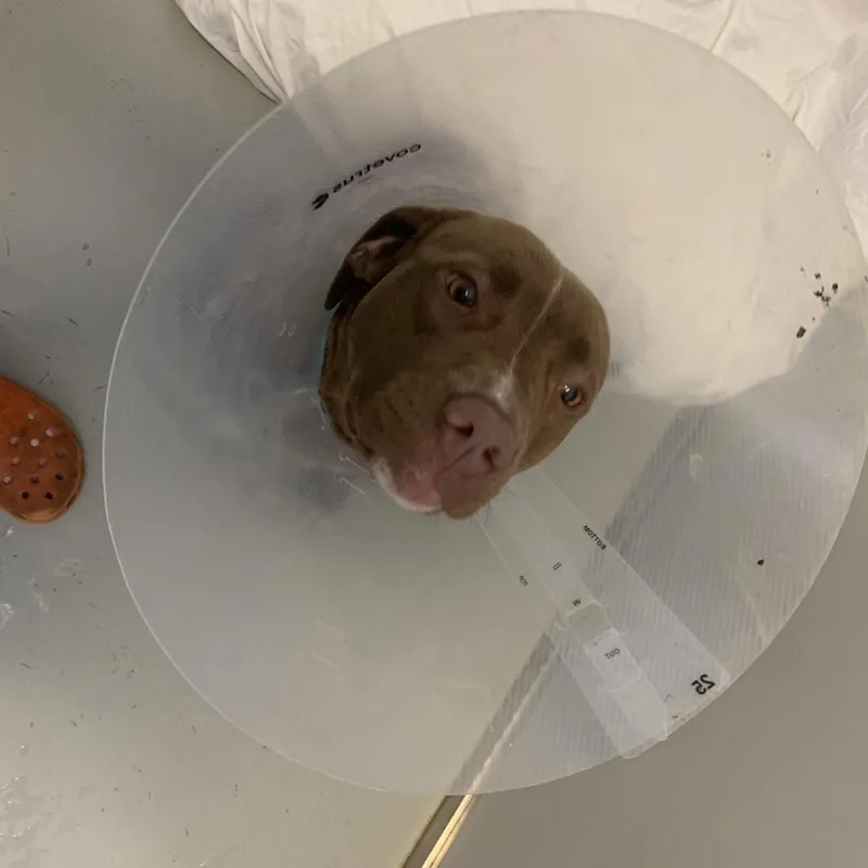 An adult medium-sized male Brown / Chocolate Pit Bull Terrier dog named River for adoption in Branson, MO
