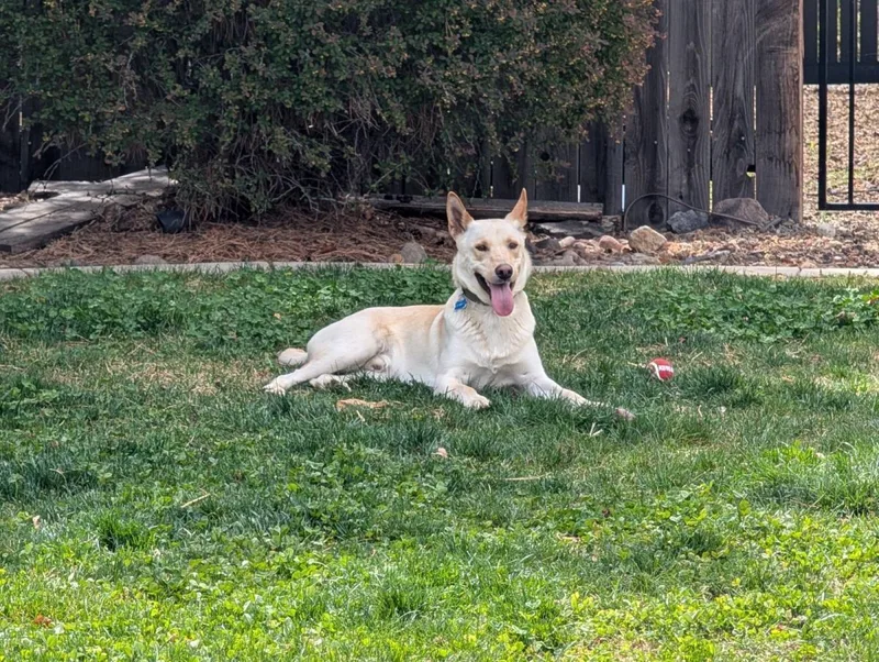 Cowboy thumbnail 3