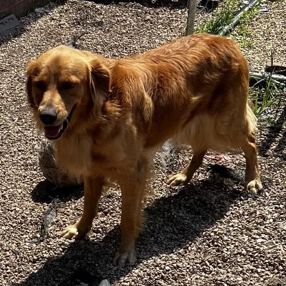 A young medium-sized male Golden Retriever dog named Buddy for adoption in Tulsa, OK