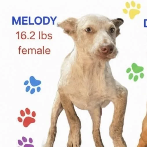 Melody