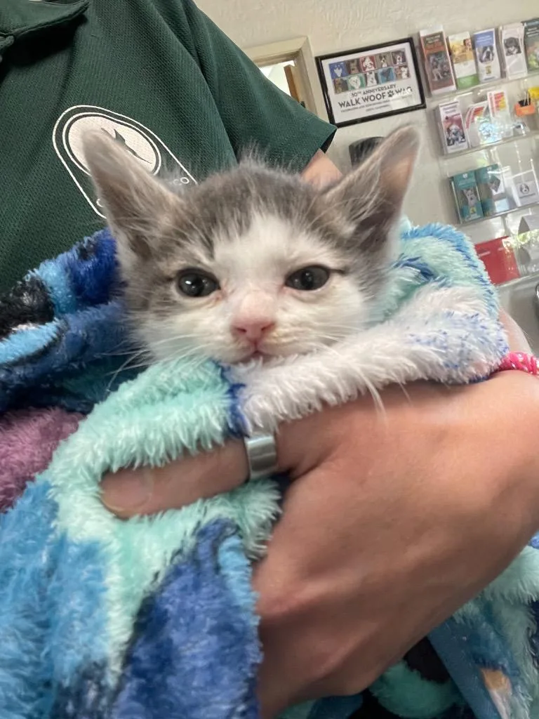 A baby medium-sized male Domestic Short Hair cat named Jonesy for adoption in Chico, CA